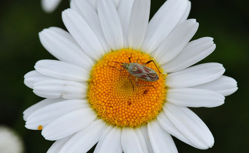 La vita in un fiore: terza parte